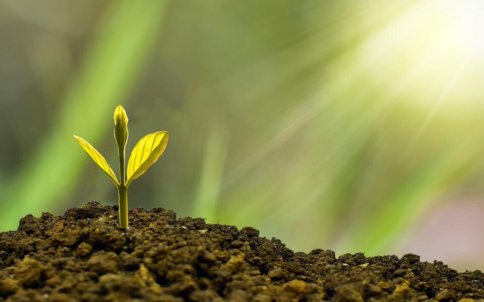 scaling a startup