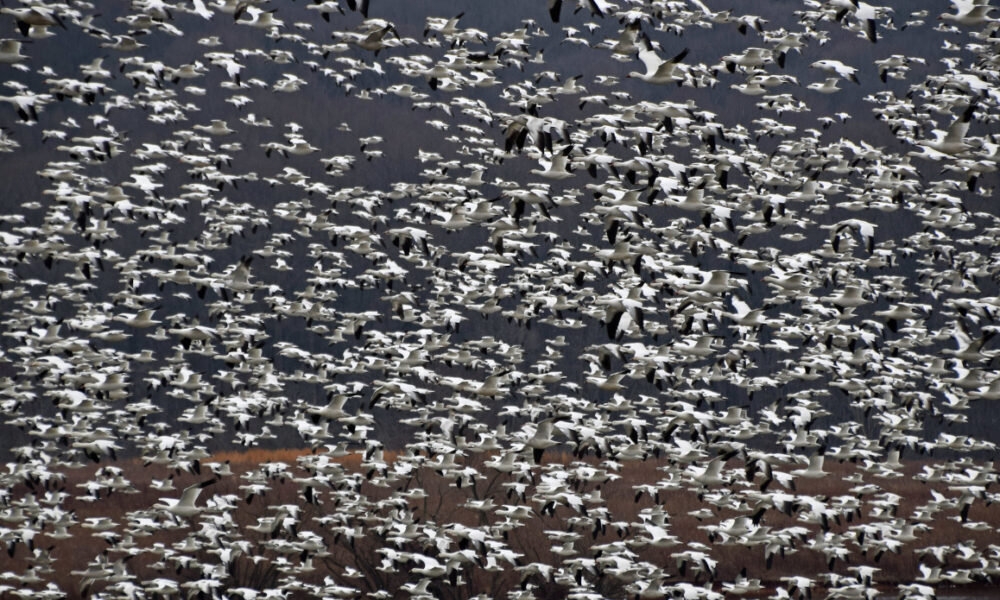 Quantitative finance professionals not clued-in when it comes to AI