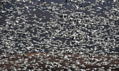 Quantitative finance professionals not clued-in when it comes to AI