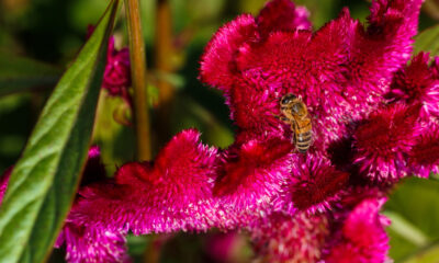 How bee brains are shaping next-generation computer chips