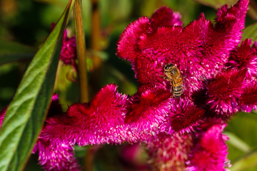 How bee brains are shaping next-generation computer chips