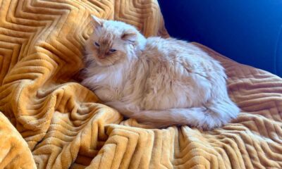 Cat sitting on the Dreamland velvet throw