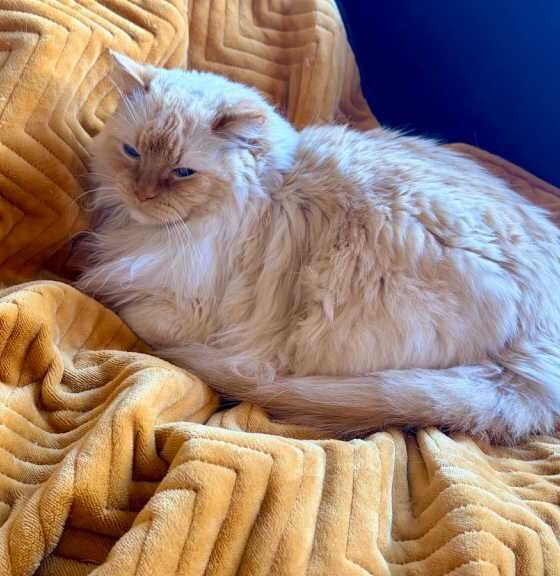 Cat sitting on the Dreamland velvet throw