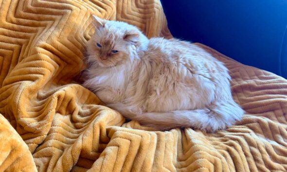 Cat sitting on the Dreamland velvet throw