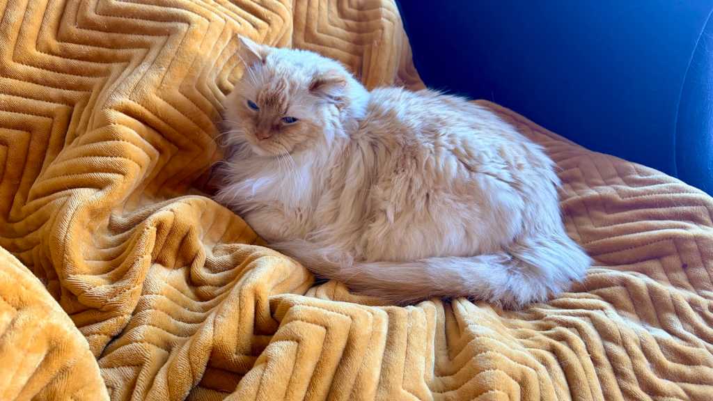 Cat sitting on the Dreamland velvet throw