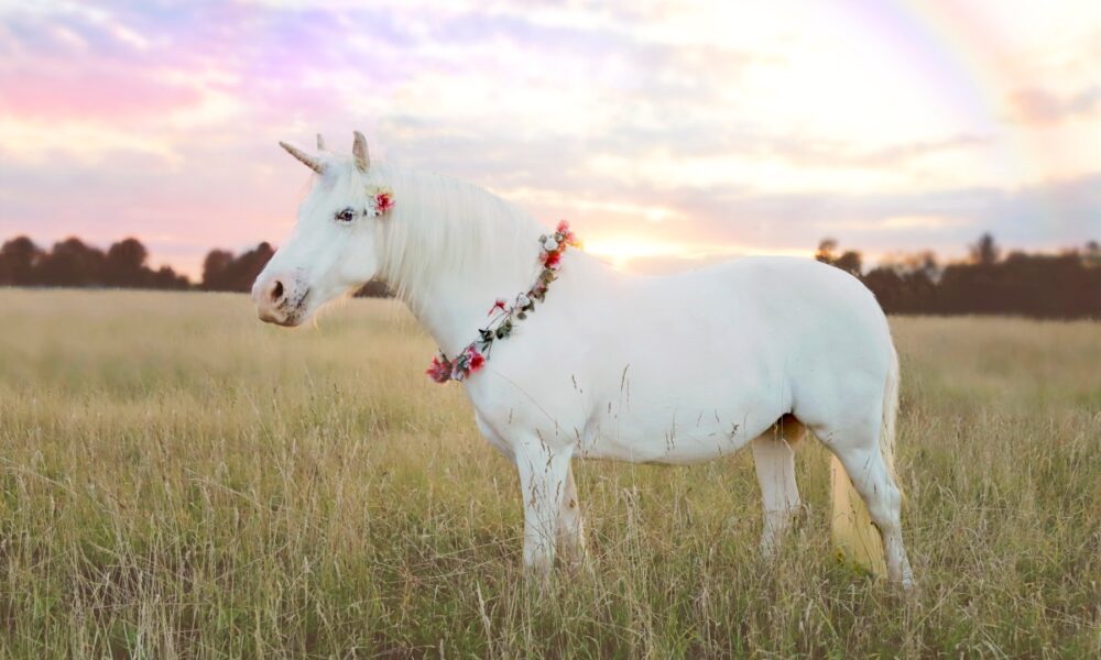 unicorn in field with rainbow