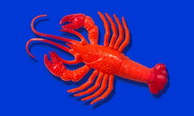 Red rubber lobster toy on blue background
