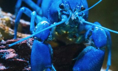 Blue lobster as, with the launch of KiloClaw, enterprises now have a tool to enforce governance over autonomous agents and manage shadow AI.