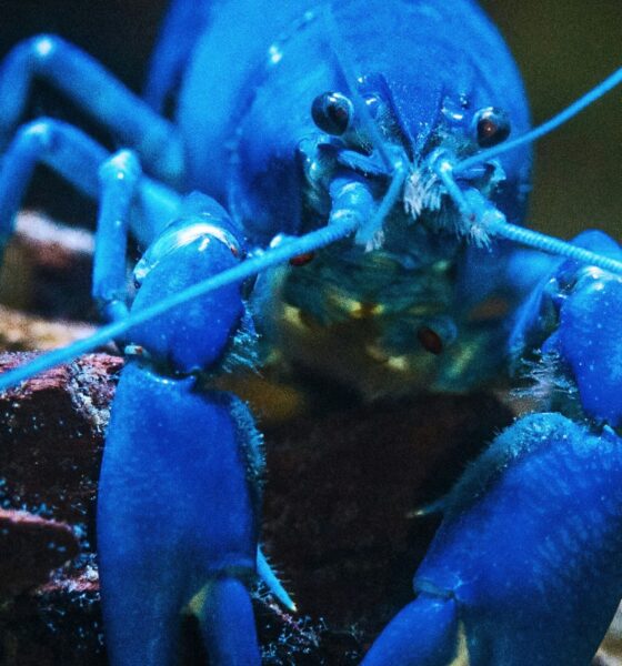 Blue lobster as, with the launch of KiloClaw, enterprises now have a tool to enforce governance over autonomous agents and manage shadow AI.