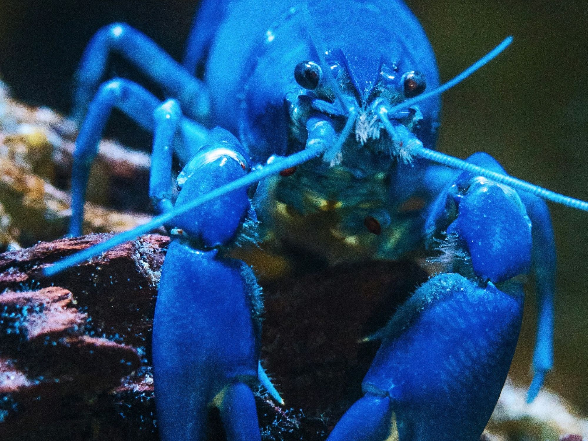 Blue lobster as, with the launch of KiloClaw, enterprises now have a tool to enforce governance over autonomous agents and manage shadow AI.