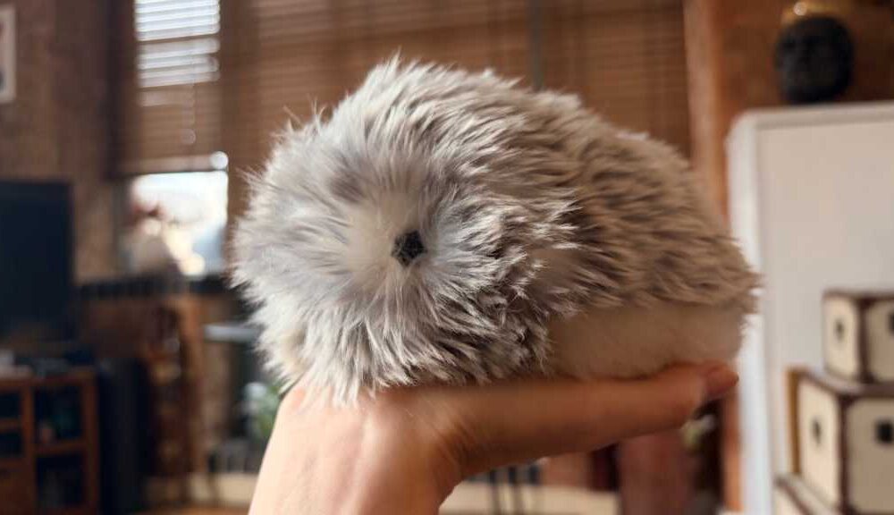 Moflin seated on an open palm