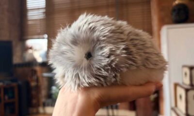 Moflin seated on an open palm