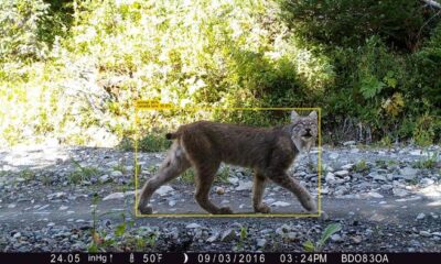 AI is drastically reducing the time needed to analyse wildlife camera trap data, a process that traditionally takes conservation groups months