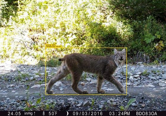 AI is drastically reducing the time needed to analyse wildlife camera trap data, a process that traditionally takes conservation groups months