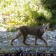 AI is drastically reducing the time needed to analyse wildlife camera trap data, a process that traditionally takes conservation groups months