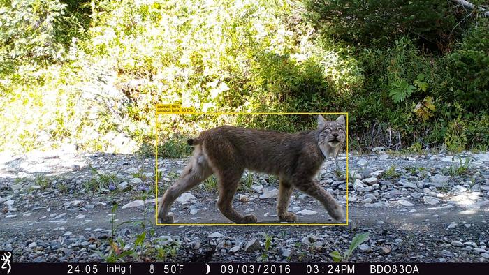AI is drastically reducing the time needed to analyse wildlife camera trap data, a process that traditionally takes conservation groups months