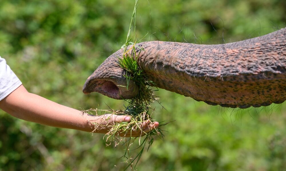 EU-funded researchers have developed a soft robot that moves like an elephant