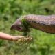 EU-funded researchers have developed a soft robot that moves like an elephant