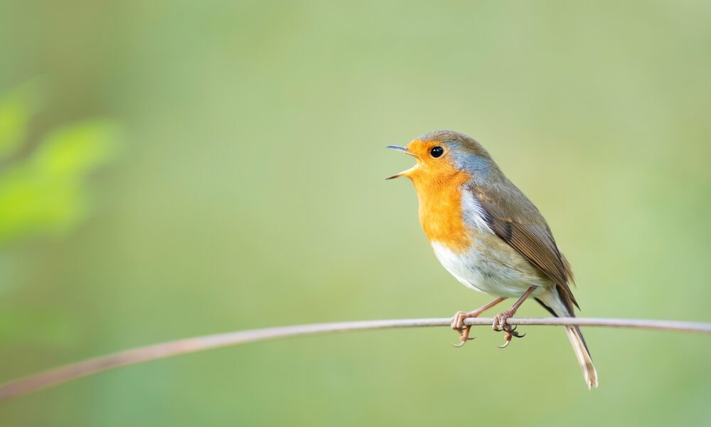 AI systems are learning to decode sounds of nature, helping scientists track species and ecosystem changes faster than traditional methods