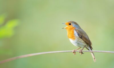 AI systems are learning to decode sounds of nature, helping scientists track species and ecosystem changes faster than traditional methods