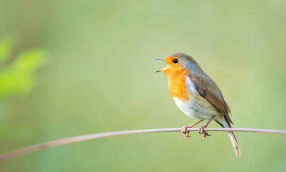 AI systems are learning to decode sounds of nature, helping scientists track species and ecosystem changes faster than traditional methods