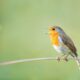 AI systems are learning to decode sounds of nature, helping scientists track species and ecosystem changes faster than traditional methods