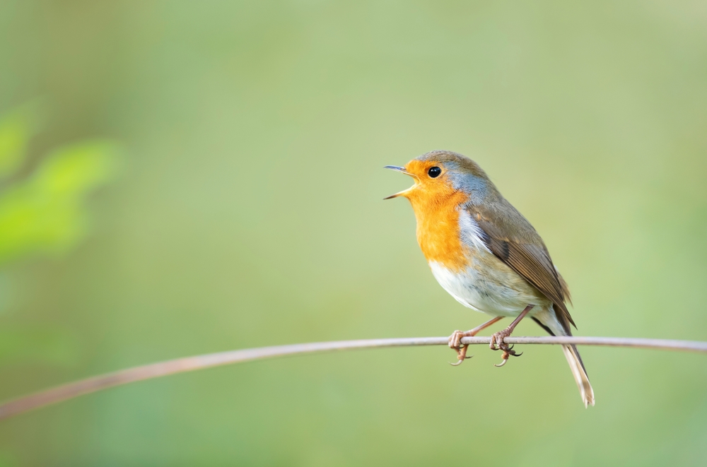 AI systems are learning to decode sounds of nature, helping scientists track species and ecosystem changes faster than traditional methods