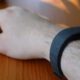 Fitbit Air when worn