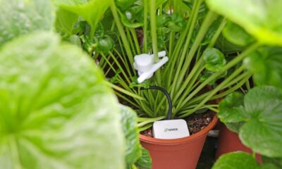 Ghent-based Sensie raises €500k to bring real-time plant intelligence to greenhouse growers