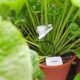 Ghent-based Sensie raises €500k to bring real-time plant intelligence to greenhouse growers