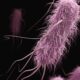 Stanford Evo 2 AI model generates phages against E. coli