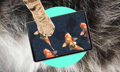 Oops! My cat is an iPad kid