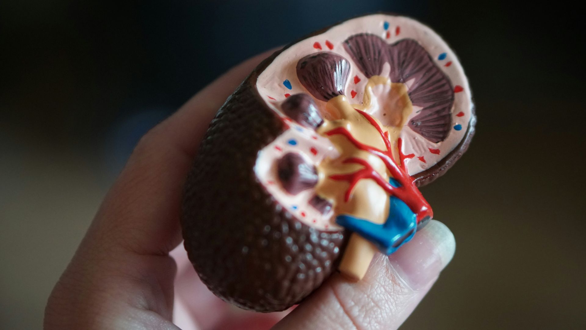 Glasgow-based Mironid raises €39.9 million in Series B to advance rare kidney disease treatment