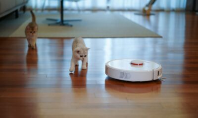 robot vacuum in living room with kittens