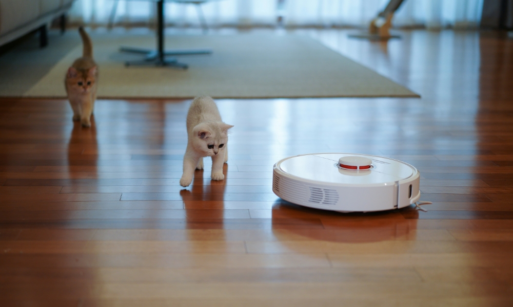 robot vacuum in living room with kittens