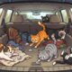 Animated image of cats playing with AirTags in an SUV